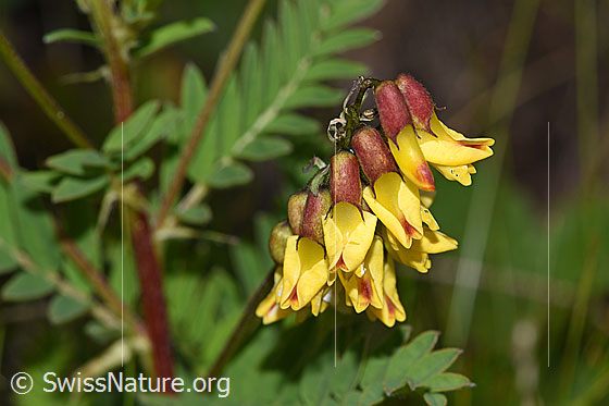 Photo: Astragalus penduliflorus. Blossoms.
