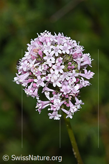 Foto: Wahrscheinlich Verschiedenblättriger Baldrian (Valeriana versifolia). Blütenstand.