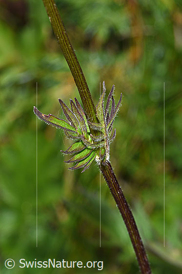 Foto: Wahrscheinlich Verschiedenblättriger Baldrian (Valeriana versifolia). Stängel und Blätter.