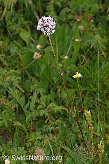 Foto: Wahrscheinlich Verschiedenblättriger Baldrian (Valeriana versifolia). Habitus.