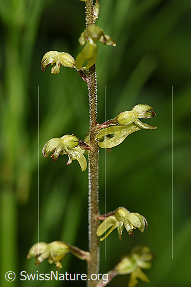 Foto: Grosses Zweiblatt (Listera ovata). Blüten.