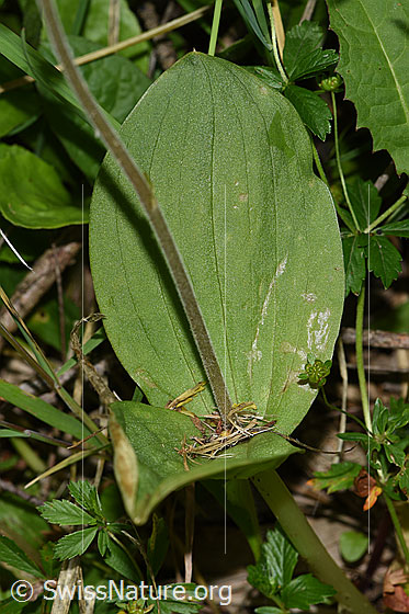 Foto: Grosses Zweiblatt (Listera ovata). Blätter.