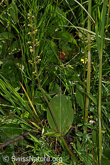 Foto: Grosses Zweiblatt (Neottia ovata). Ganze Pflanze (Habitus).