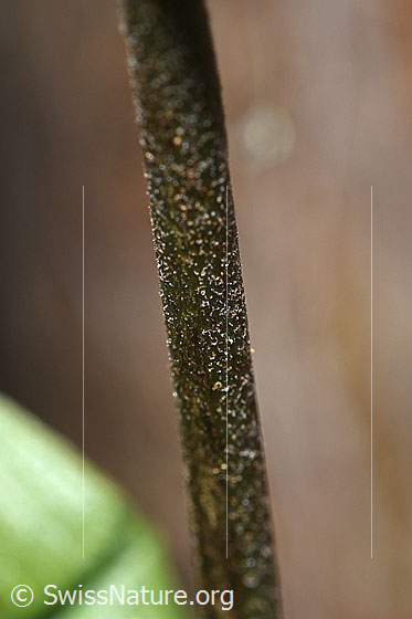 Foto: Braunrote Sumpfwurz (Epipactis atrorubens). Stängel.
