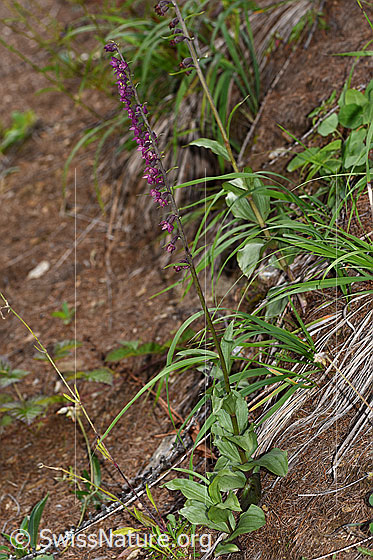 Photo: Epipactis atrorubens. Whole plant (habiti).