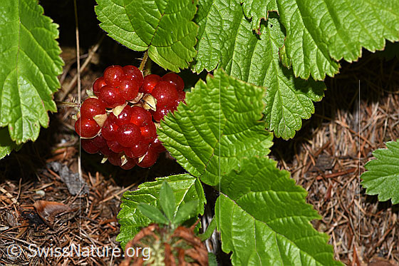Steinbeere (Rubus saxatilis)