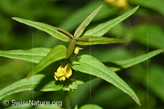 Foto: Wald-Wachtelweizen (Melampyrum sylvaticum). Blätter und Blüte.