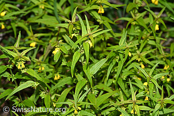 Foto: Wald-Wachtelweizen (Melampyrum sylvaticum). Ganze Pflanze (Habitus).