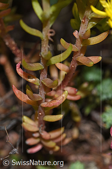 Photo: Felsen-Mauerpfeffer. Stem and leaves.