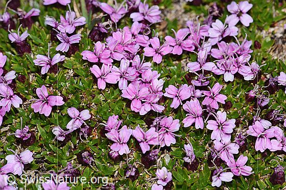 Foto: Kalk-Polsternelke (Silene acaulis). Blüten und Blätter. Ansicht von oben.
