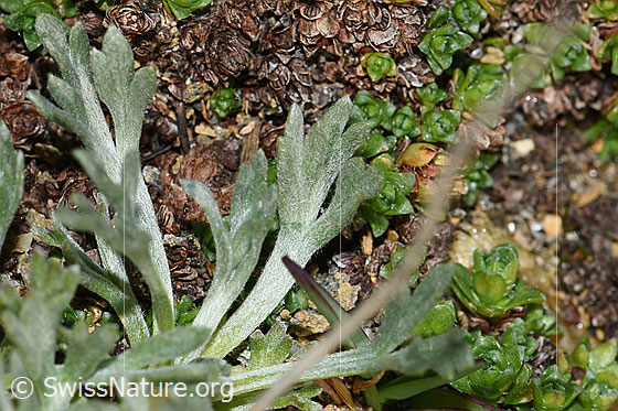 Photo: Artemisia genipi. Leaves.