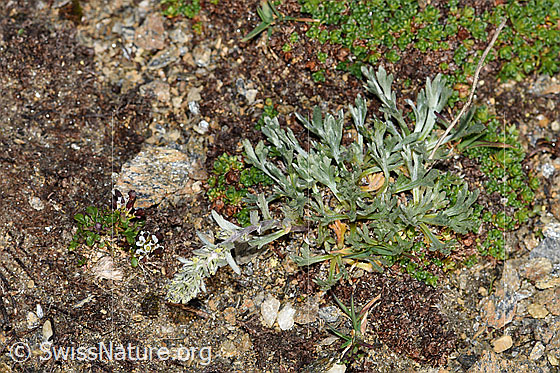 Foto: Ährige Edelraute (Artemisia genipi). Ganze Pflanze (Habitus).