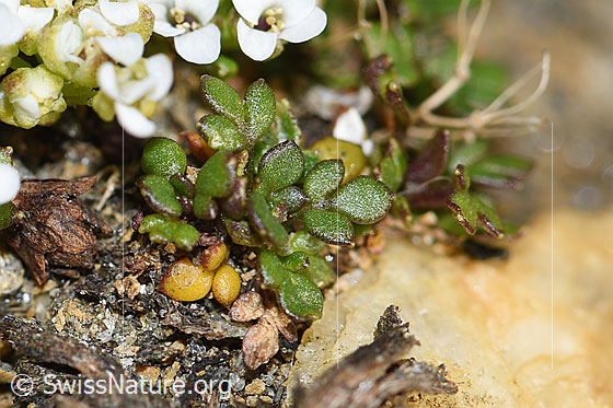 Photo: Pritzelago alpina ssp. Brevicaulis. Leaves.