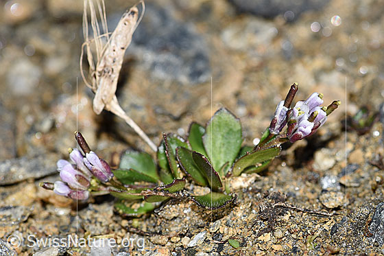 Photo: Arabis caerulea. Whole plant (habiti). View from the side.