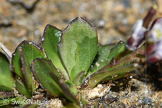 Foto: Bläuliche Gänsekresse (Arabis caerulea). Blätter.