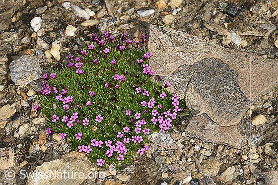 Photo: Silene acaulis. Flowering plant cushion.