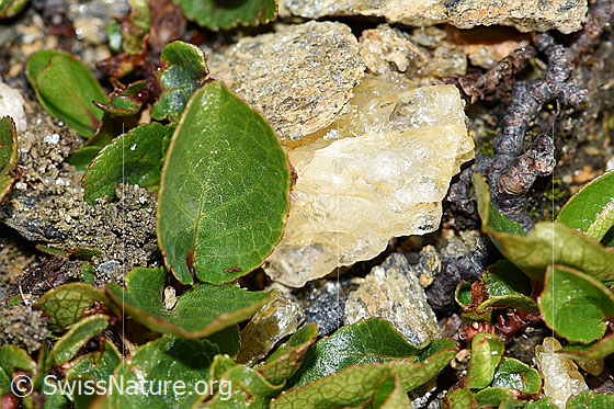 Photo: Salix herbacea. Leaves.