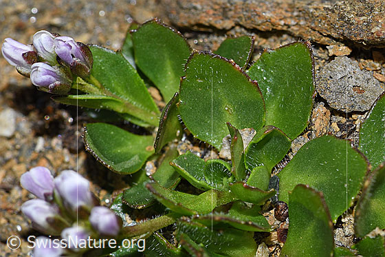 Photo: Arabis caerulea. Leaves and stem.