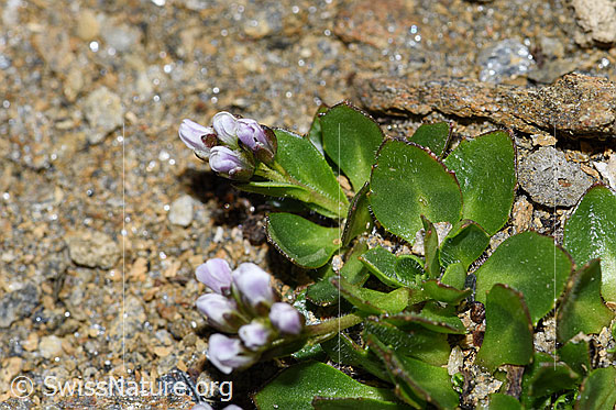 Photo: Arabis caerulea. Leaves and stem.