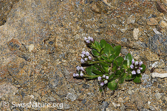 Photo: Arabis caerulea. Whole plant (habiti).