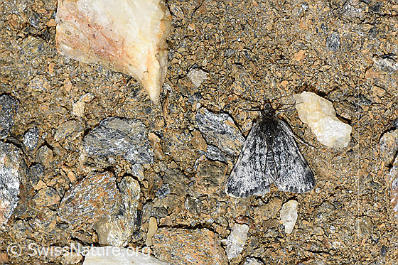 Orenaia lugubralis (Zünsler)