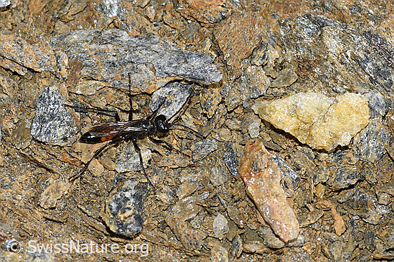 Foto: Wahrscheinlich Podalonia alpina (Grabwespe). Länge 10 - 14mm. Ansicht von schräg oben.