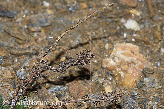 Photo: Artemisia genipi. Last year