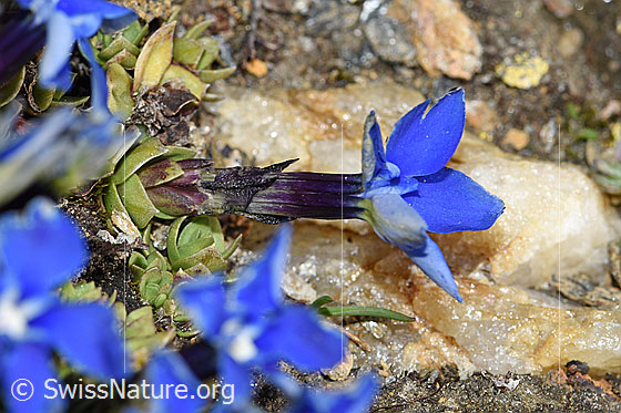 Foto: Schleichers Enzian (Gentiana schleicheri). Ganze Pflanze (Habitus).