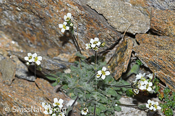 Foto: Filziges Hungerblümchen (Draba tomentosa). Blüten.