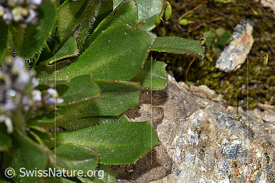 Foto: Bläuliche Gänsekresse (Arabis caerulea). Blätter.