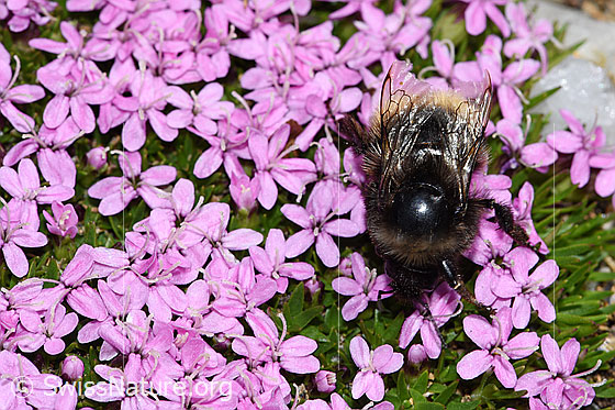 Foto: Wahrscheinlich Berglandhummel (Bombus monticola) auf Kalk-Polsternelke (Silene acaulis). Länge 9 - 16mm.