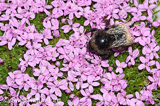 Photo: Probably Bombus monticola on Silene acaulis. Length 9 - 16mm.