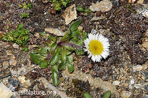 Photo: Erigeron uniflorus. Whole plant (habiti).