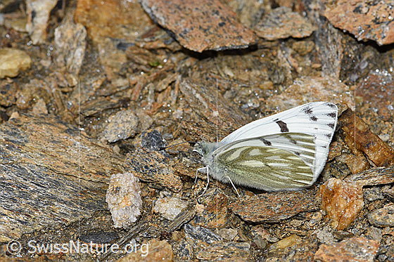 Photo: Pontia callidice. Male. Wings half open. View from the side.