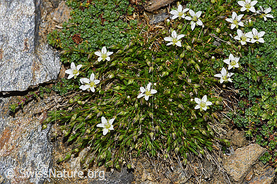 Photo: Minuartia verna. Whole plant (Habitat).