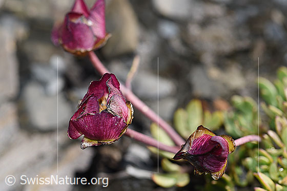 Foto: Wahrscheinlich Gletscher-Hahnenfuss (Ranunculus glacialis). Stängel und geschlossene Blüten.