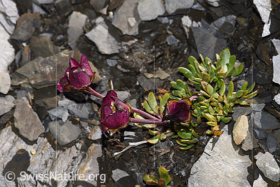 Foto: Wahrscheinlich Gletscher-Hahnenfuss (Ranunculus glacialis). Ganze Pflanze (Habitus). Die Blüten sind geschlossen.
$
Lat.: Ranunculus glacialis
Familie: Ranunculaceae (Hahnenfussgewächse)
Gattung: Ranunculus (Hahnenfuss)