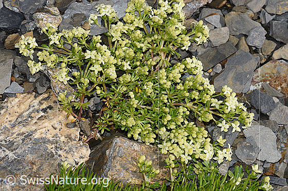 Photo: Galium megalospermum. Whole plant (habiti).