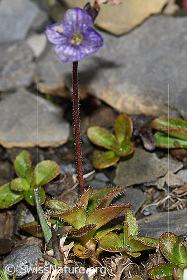 Foto: Blattloser Ehrenpreis (Veronica aphylla). Ganze Pflanze (Habitus).