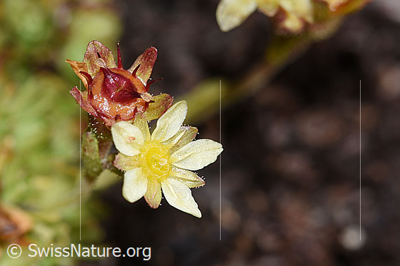 Photo: Saxifraga exarata ssp. Moschata. Blossoms blooming or faded.