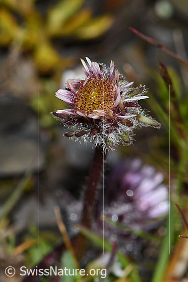 Photo: Erigeron uniflorus. Blossom.