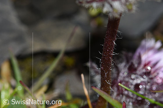 Foto: Einköpfiges Berufkraut (Erigeron uniflorus). Stängel.