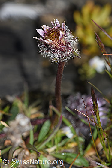 Foto: Einköpfiges Berufkraut (Erigeron uniflorus). Blüte und Stängel.