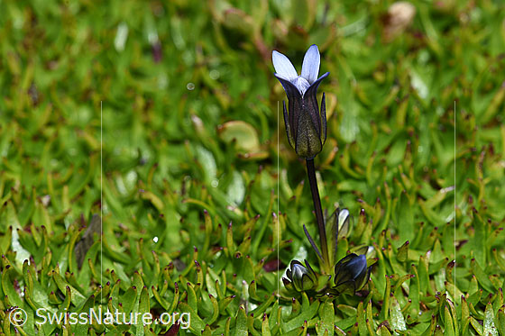 Photo: Gentiana tenella. Whole plant (habiti).