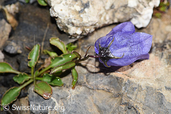 Photo: Campanula cochleariifolia. Blossom. View from above.