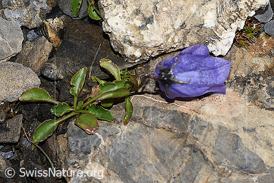 Photo: Campanula cochleariifolia. Whole plant (habiti).