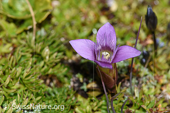 Foto: Feld-Enzian (Gentiana campestris). Blüte. Ansicht von schräg oben.