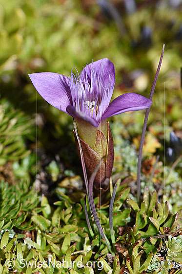 Foto: Feld-Enzian (Gentiana campestris). Ganze Pflanze (Habitus). Ansicht von der Seite.