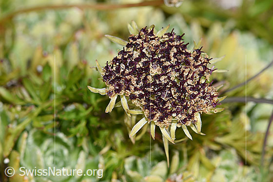 Photo: Ligusticum mutellinoides. Faded flower umbel.