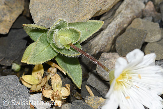 Foto: Breitblättriges Hornkraut (Cerastium latifolium). Stängel und Blätter.